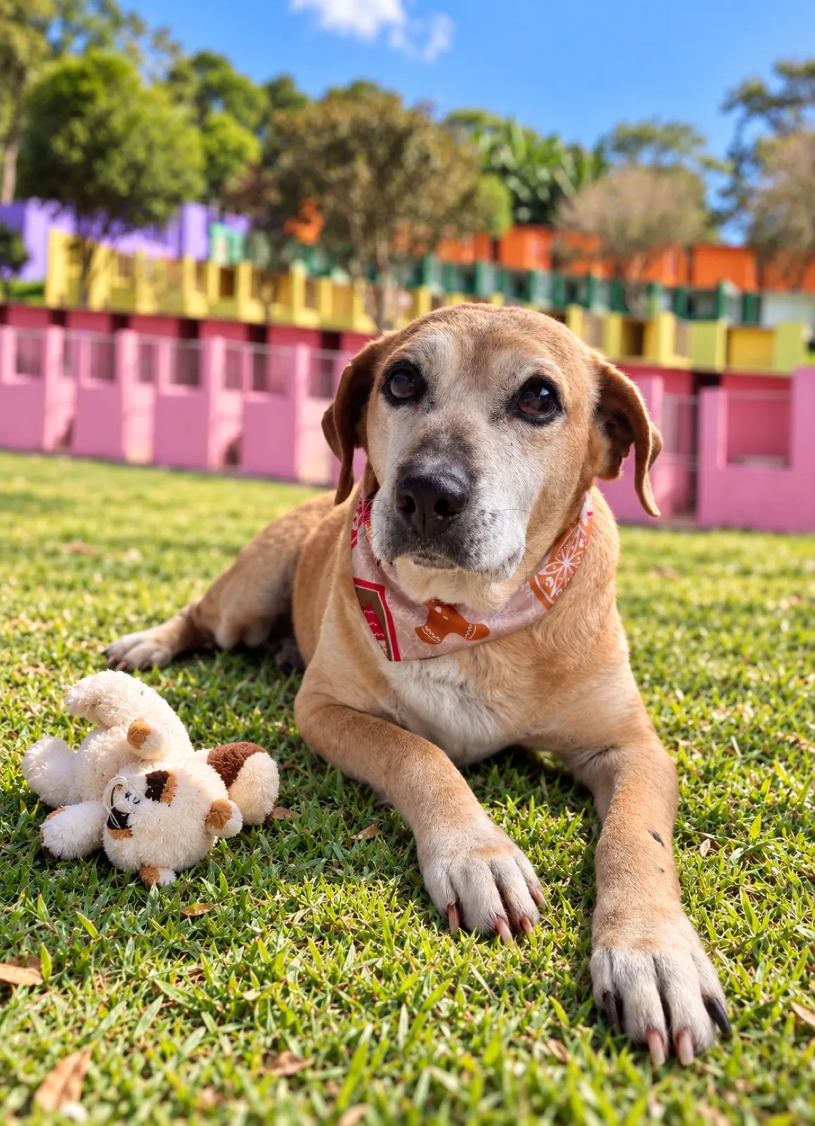 Cão deitado no gramado da sede do Clube, com os canis coloridos ao fundo