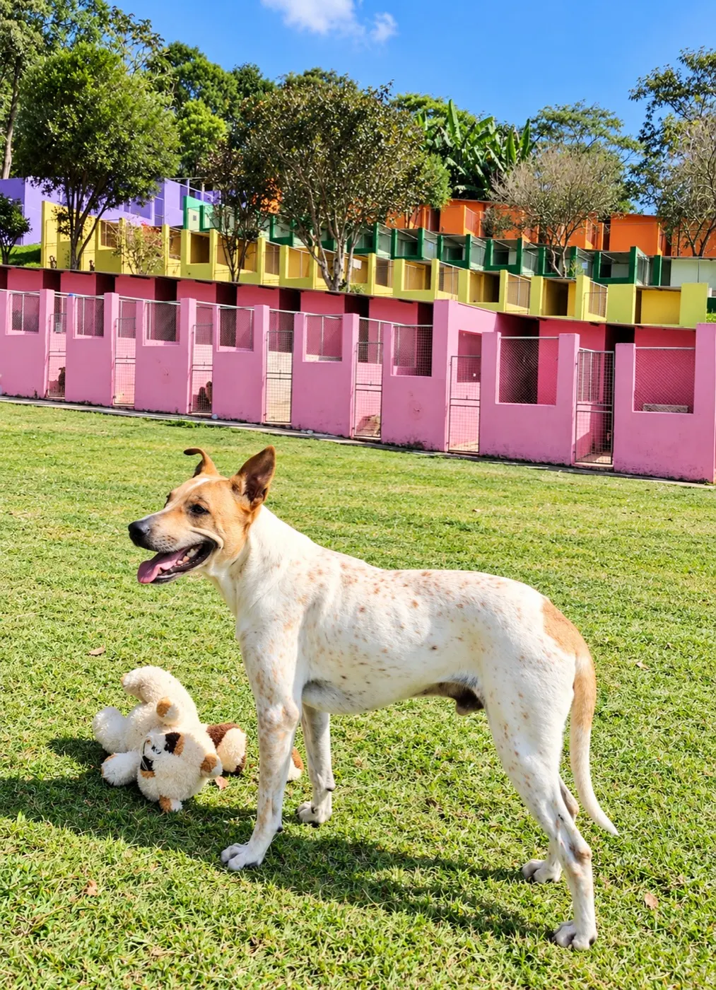 Cão do Clube no gramado da sede